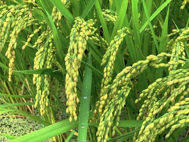 目指せ！実るほど頭を垂れる稲穂かな。